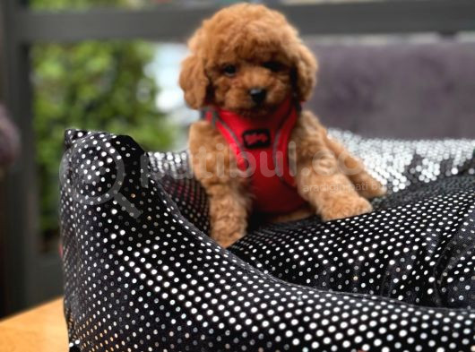 Orji̇nal Toy Poodle Yavrular