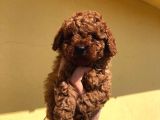 Red Brown Poodle Bebeklerimizz