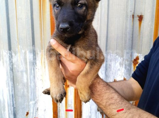 Irk Garantili Belçika Malinois Yavrular görsel