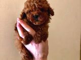 Red Brown Poodle Bebeklerimizz