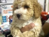 Maltipoo Bebekler