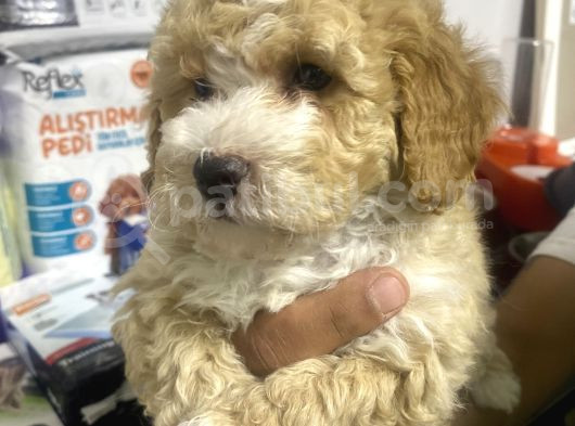 Maltipoo Bebekler görsel