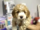 Maltipoo Bebekler