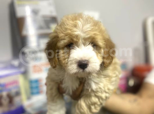 Maltipoo Bebekler görsel