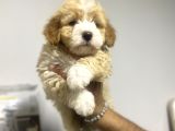 Maltipoo Bebekler