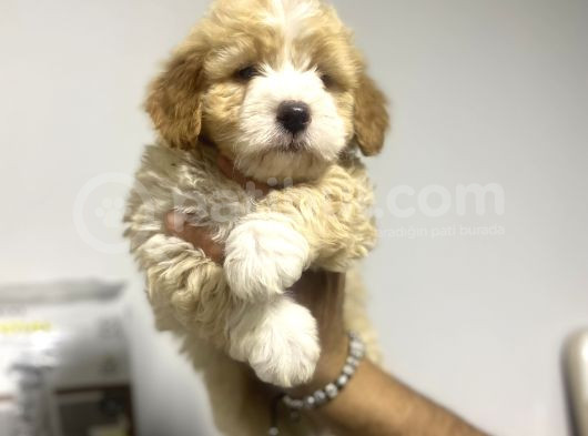 Maltipoo Bebekler görsel