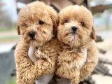 Maltipoo Yavrularımız Sahiplerini Bekliyor