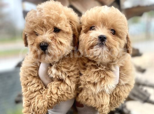 Maltipoo Yavrularımız Sahiplerini Bekliyor görsel