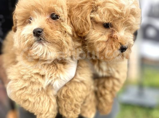 Maltipoo Yavrularımız Sahiplerini Bekliyor