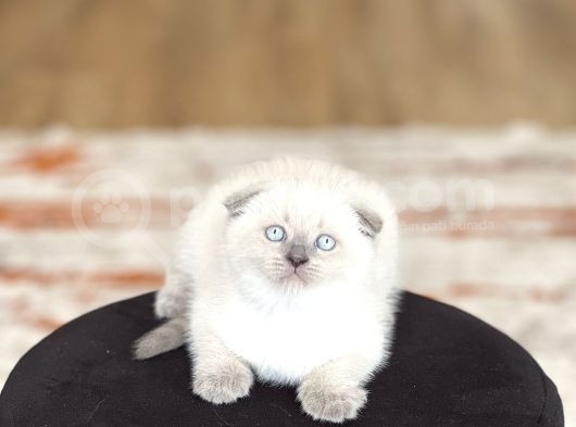 Ayi Surat Scotti̇sh Fold Blue Poi̇nt görsel