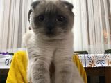 Scottish Fold Blue Point