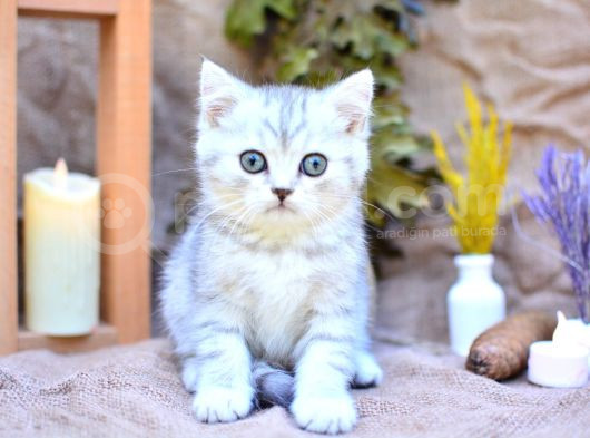 Muhteşem Tonda Silver Ns24 British Shorthair