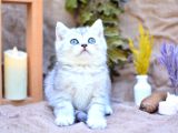 Muhteşem Tonda Silver Ns24 British Shorthair