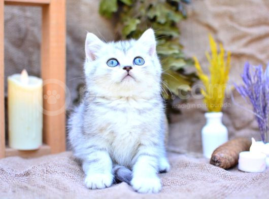 Muhteşem Tonda Silver Ns24 British Shorthair görsel