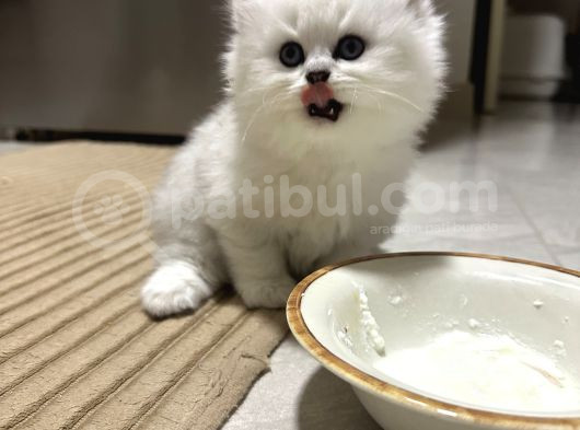 Küçük Tosun görsel
