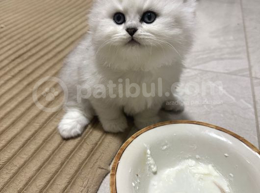 Küçük Tosun görsel