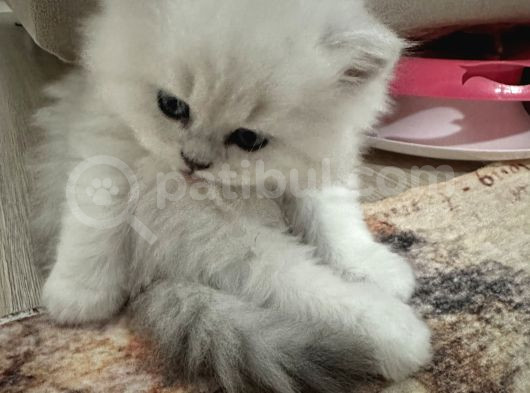 Küçük Tosun görsel