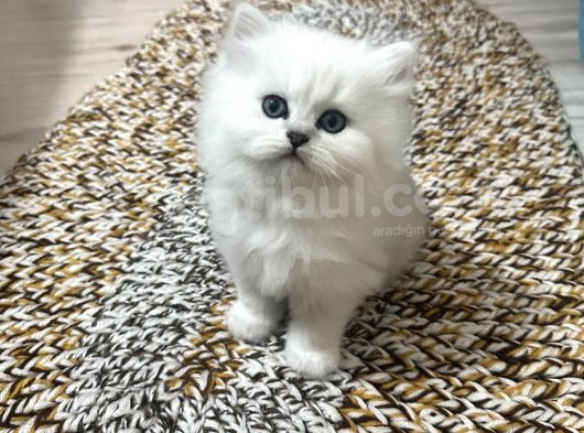 Küçük Tosun görsel