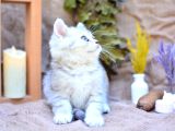 Muhteşem Tonda Silver Ns24 British Shorthair