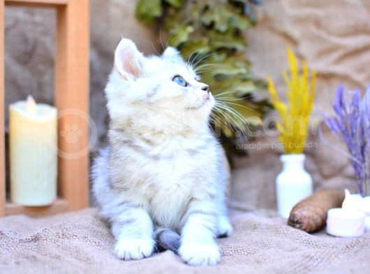Muhteşem Tonda Silver Ns24 British Shorthair görsel