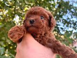 Şeker Toy Poodle Bebeklerim 