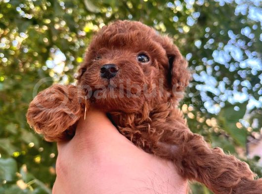 Şeker Toy Poodle Bebeklerim  görsel
