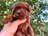 Şeker Toy Poodle Bebeklerim 