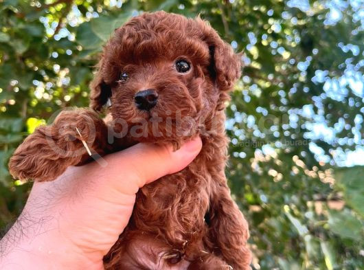Şeker Toy Poodle Bebeklerim  görsel