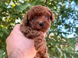 Şeker toy poodle bebeklerim 