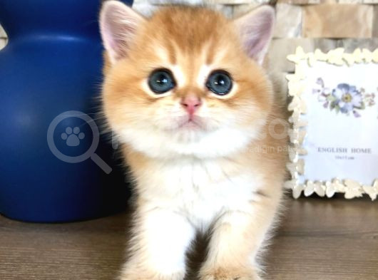 A Kalite Bri̇ti̇sh Shorthai̇r Golden  Yavrular görsel