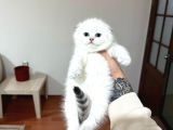 SEVİMLİ SCOTİSH FOLD YAVRULARIMIZ VONALP PET GÜVENCESİYLE