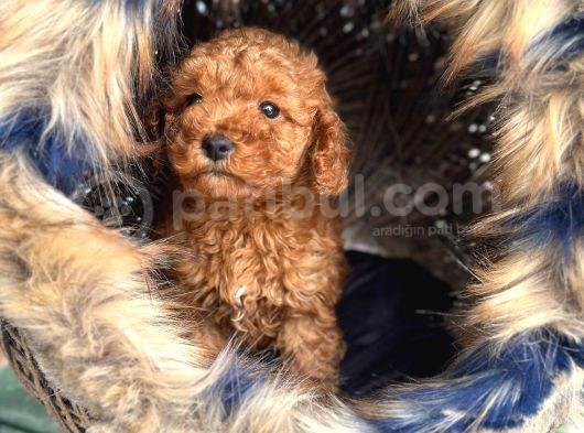 En Mi̇ni̇k Boy - Toy Poodle Bebekler - Safkan Irk Garanti̇li̇
