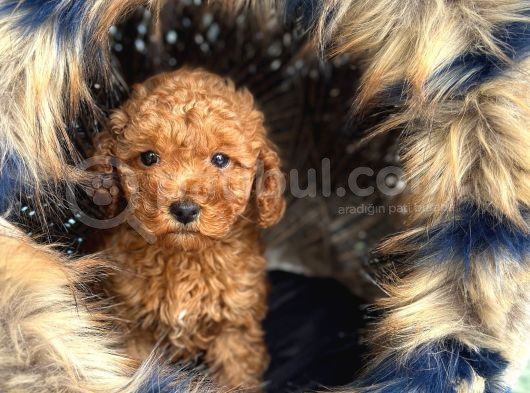 En Mi̇ni̇k Boy - Toy Poodle Bebekler - Safkan Irk Garanti̇li̇ görsel