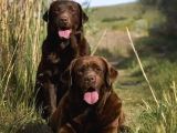 4 Aylik Eği̇ti̇mli̇ Labrador Retri̇ever İstanbul