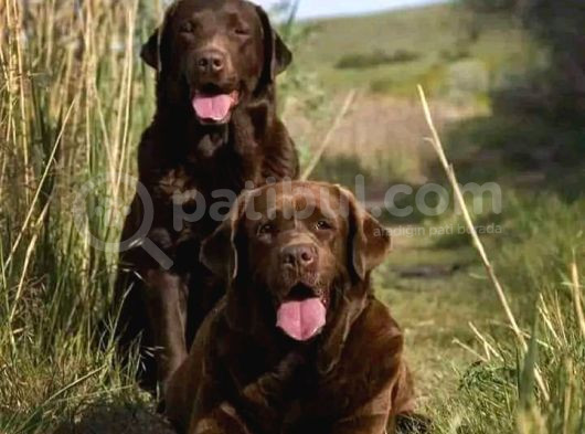 4 Aylik Eği̇ti̇mli̇ Labrador Retri̇ever İstanbul görsel