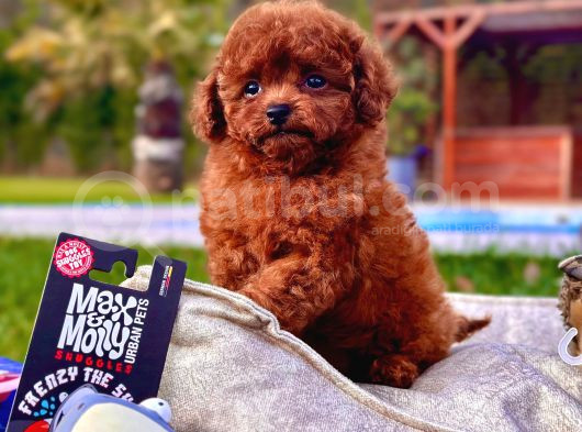 Red Brown Toy Poodle Yavruları İstanbul