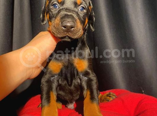 Anne Baba Yanından Show Kalite Doberman