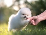 Pomeranian Boo Teddy Bear Mini Yavrularımız