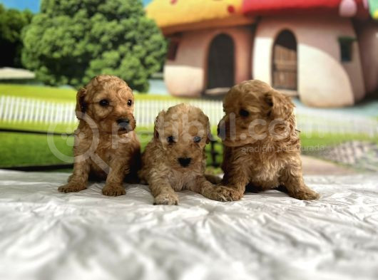 Mükemmel Güzelli̇kte Malti̇po Yavrular görsel