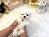Maltese Terrier Ultra Mini Yavrularımız