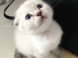 Sevimli Minikler