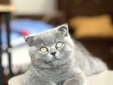 Aile Sıcaklığında Scottish Fold