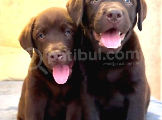 4 Aylik Eği̇ti̇mli̇ Labrador Retri̇ever İstanbul