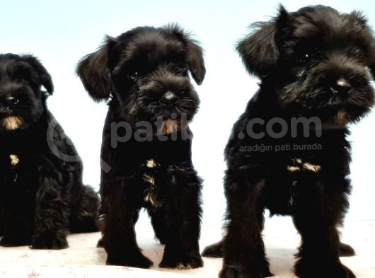 Si̇yah Schnauzer Yavru