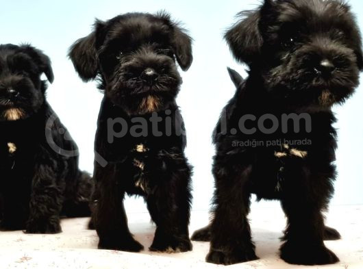 Si̇yah Schnauzer Yavru görsel