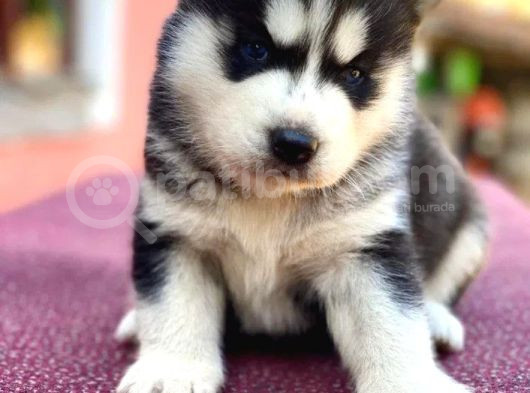 Safkan Eğitimli Husky Bebekleri görsel