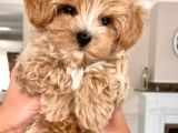Eğitimli Mini Maltipoo Bebekleri