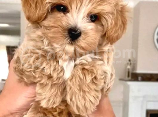 Eğitimli Mini Maltipoo Bebekleri görsel