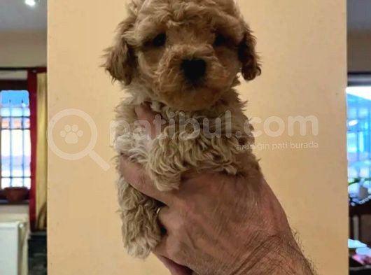 Eğitimli Mini Maltipoo Bebekleri