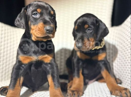 Doberman King Yavrularımız